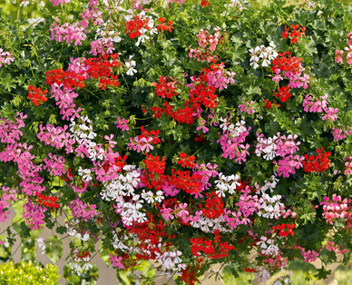 Pelargonien