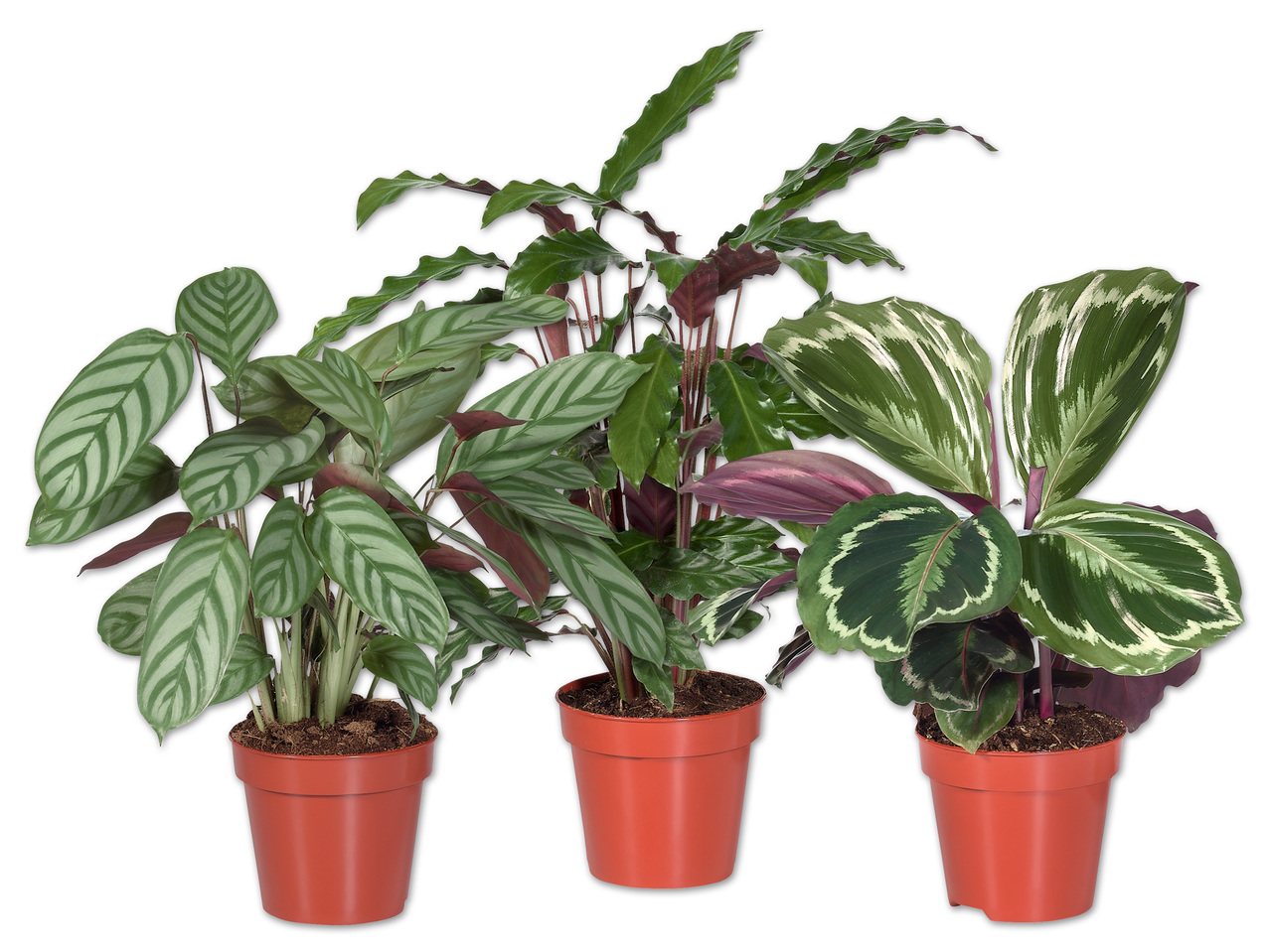 Calathea Mix