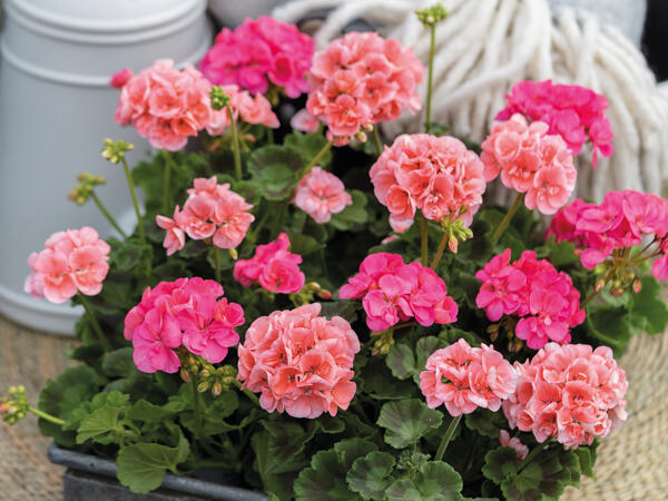 Pelargonia Zonale