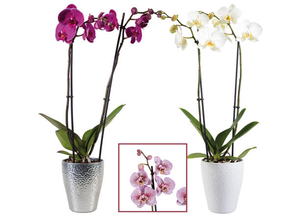 Orchidee 2-Trieber im Keramiktopf
