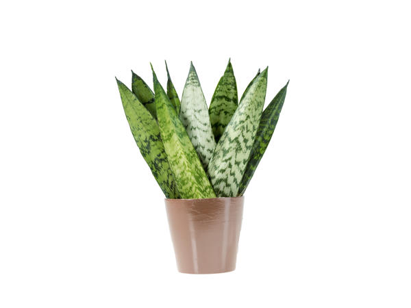 Sansevieria Mix