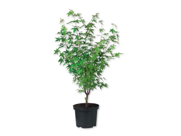 Extra Large Japanese Maple
