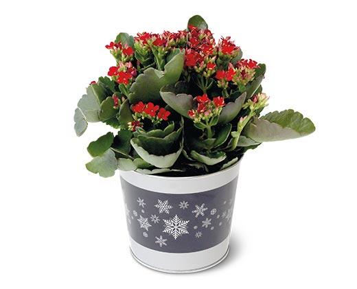 Holiday Kalanchoe Assorted Colors
