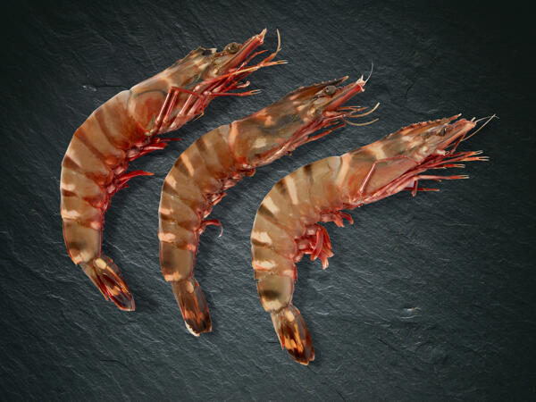 Crevettes Black Tiger ASC