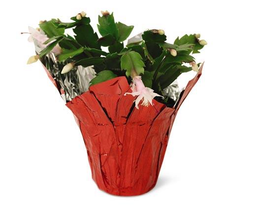 5" Christmas Cactus Assorted Colors
