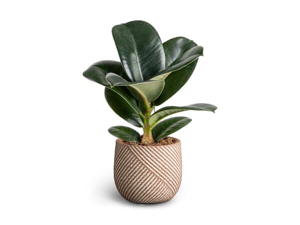 Ficus Sofia i keramik