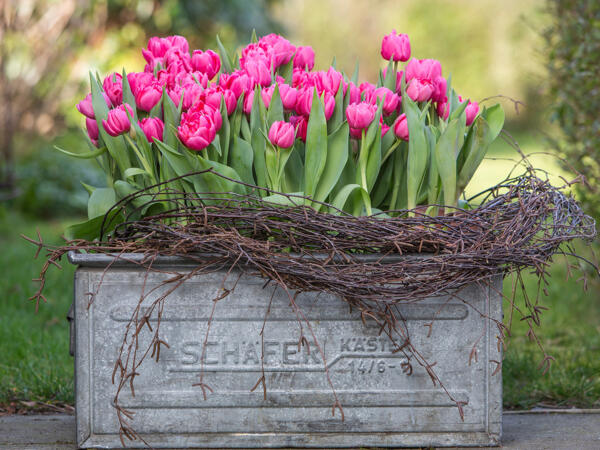 Tulipaner