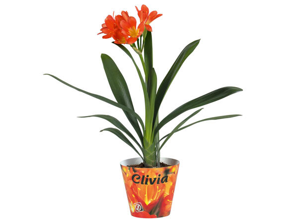 Clivia Miniata