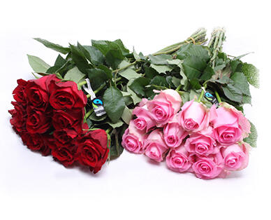 FAIRTADE MAX HAVELAAR Rose Fairtrade Max Havelaar