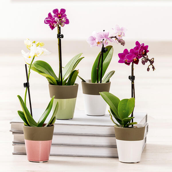 Mini-Orchidee