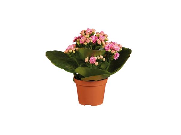 Gekleurde kalanchoe