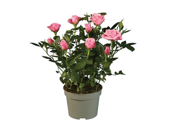 Mini Rose