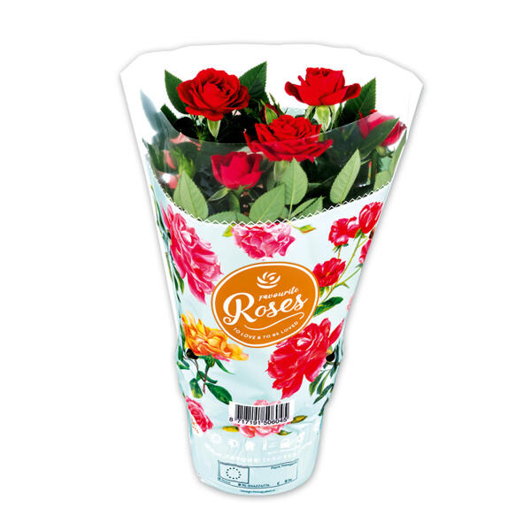 Topfrose