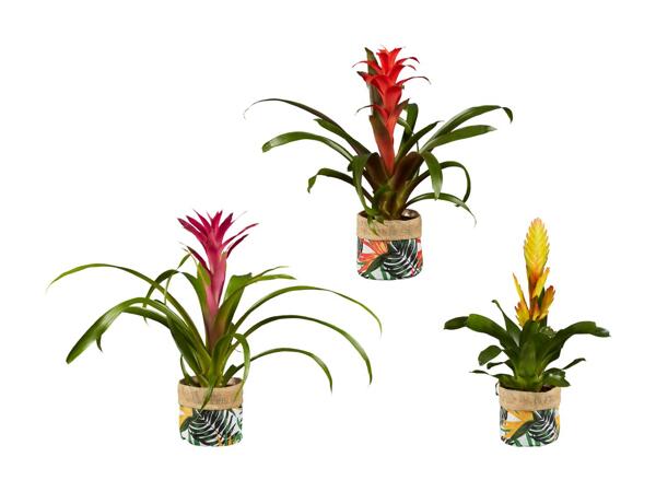 Bromélia dans un pot motif jungle