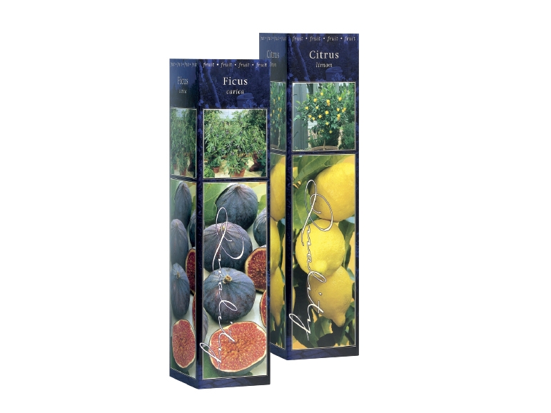 Mediterranean Plants