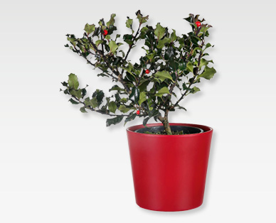 Ilex