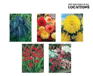 Gardenline Sun or Shade Lovers Bulb Assortment