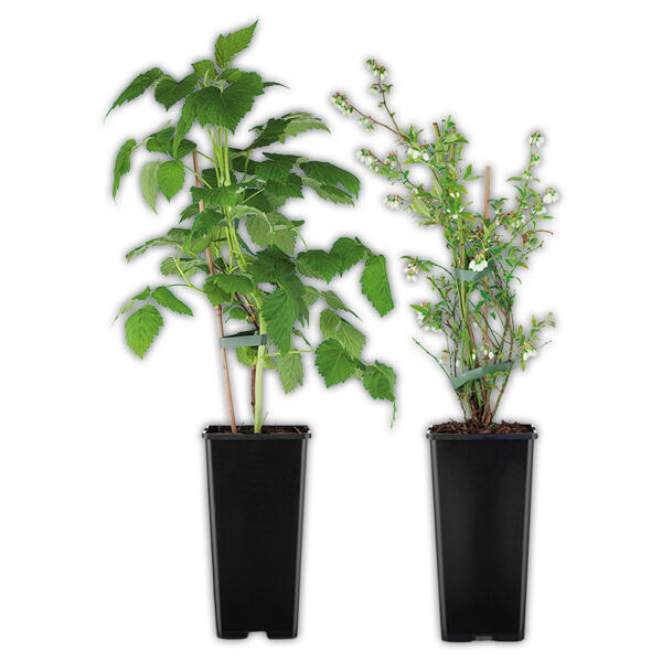 Beerengarten