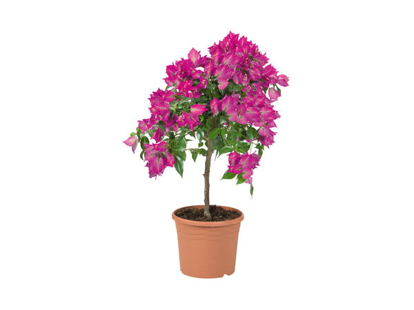 Bougainvillea