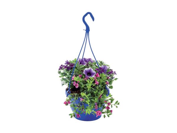 Colour Hanging Baskets