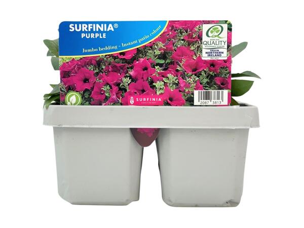 Jumbo 6 Pack Surfinia