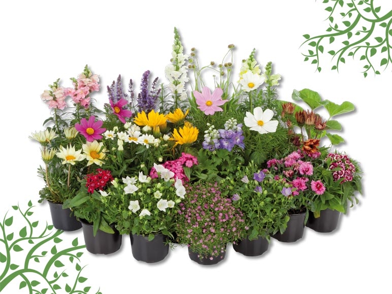 Mélange de plantes vivaces (dès 9.6.)