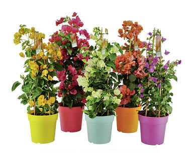 BOUGAINVILLEA PYRAMIDE