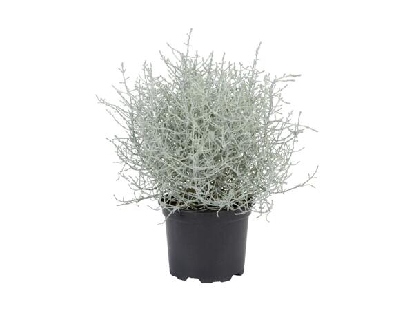 Calocephalus brownii