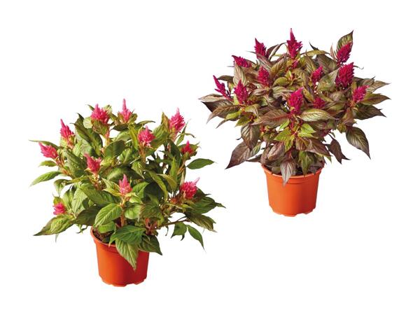 Celosia
