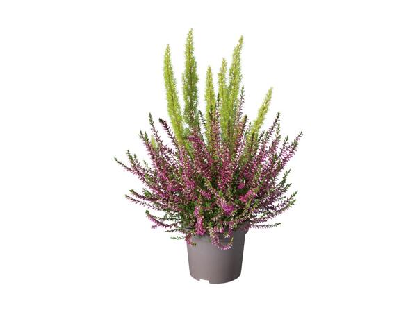 Bruyère Erica Calluna Twin