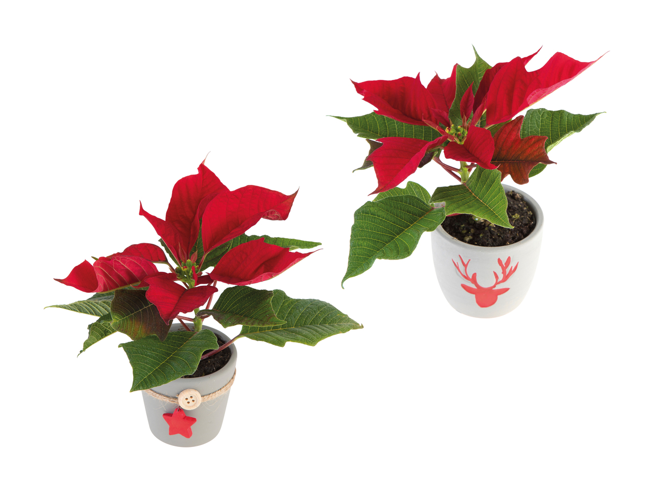Mini stella di Natale decorata in vaso di ceramica
