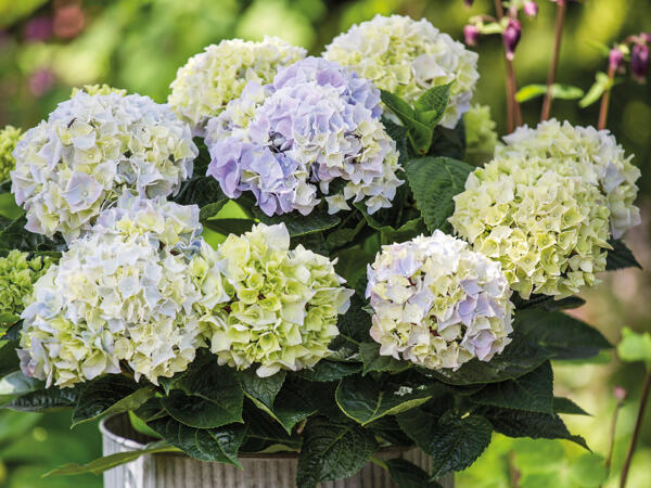 Hortensia