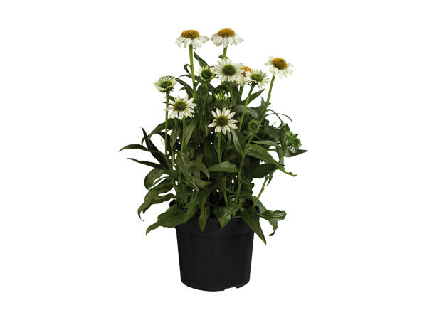 Solhat Echinacea