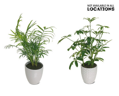 5" Foliage