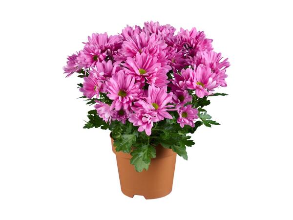 Krysantemum