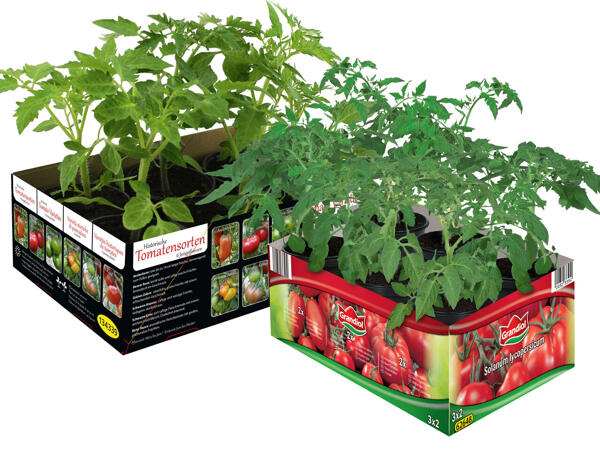 Tomatenmix/Historische Tomatensorten