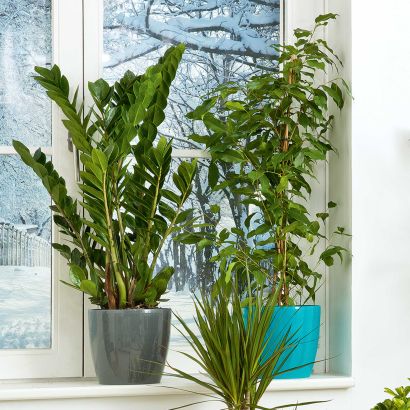 Plante solitaire
