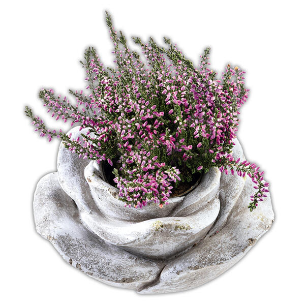 Bepflanzte Steinrose