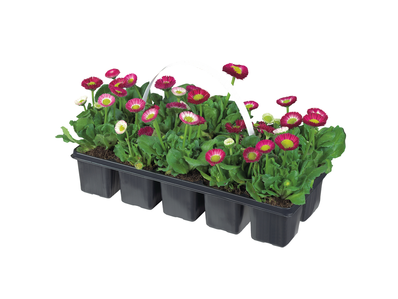 Early flowering plants1