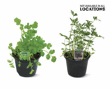 6" Vegetable or Herb Assortment