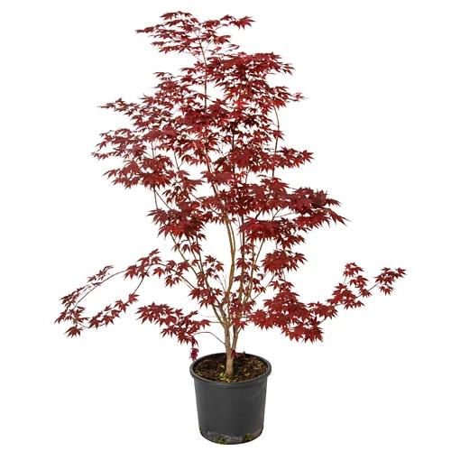 Érable en éventail à feuilles rouges C 15, 100 - 125 cm
