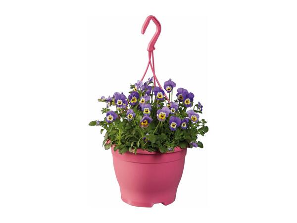 Hanging Baskets