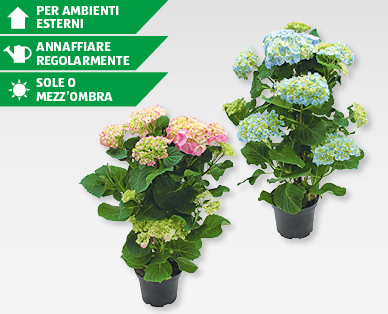 Ortensie piramidali