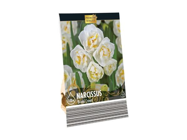 Premium Tulip Bulbs (Warm Mix)