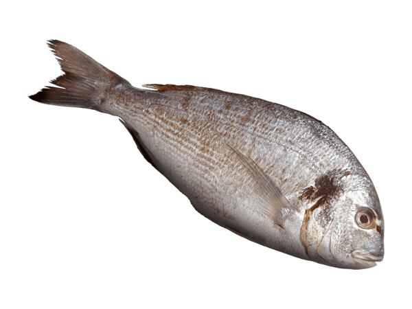 Dorade royale ASC