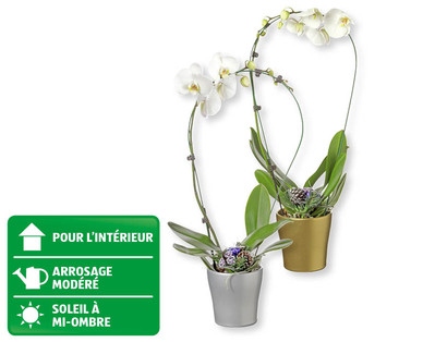 Phalaenopsis de Noël Cascade
