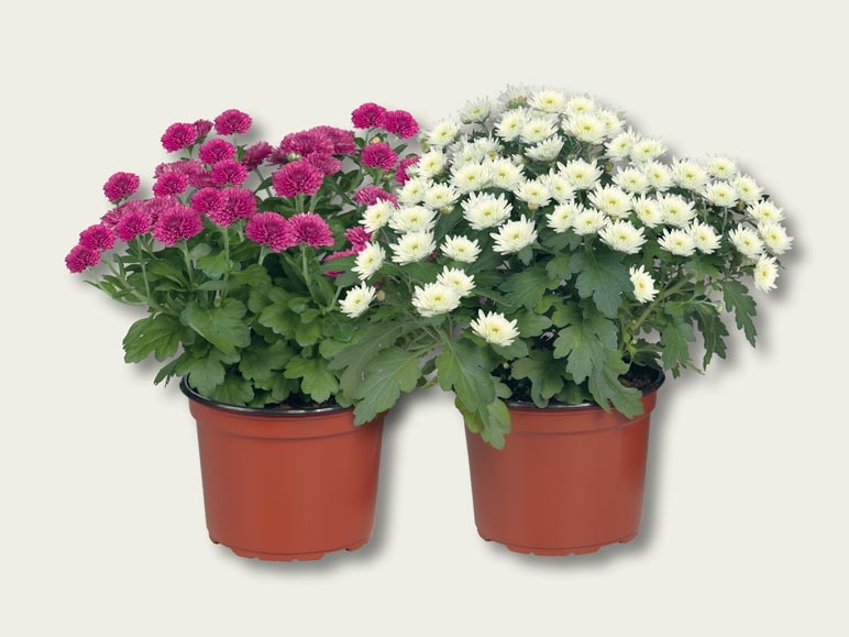 Chrysanthème Multiflora (dès 29.9.)