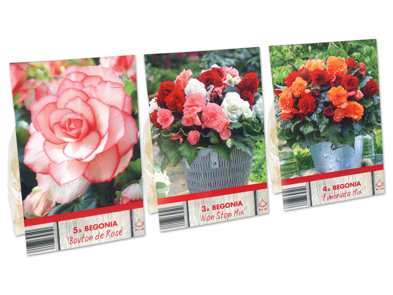 Blumenzwiebel Begonien