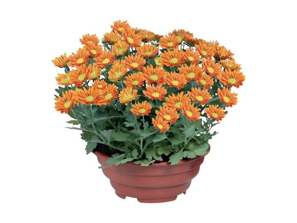 Plante i skål