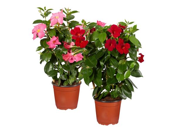 Dipladenia